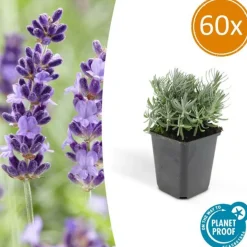 LA GREEN TOUCH - Lavande 'hidcote' x60 – entre 3,75 et 5m2
