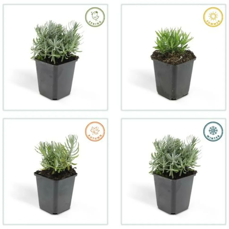 LA GREEN TOUCH - Lavande 'hidcote' x60 – entre 3,75 et 5m2