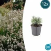 LA GREEN TOUCH - Lavande vraie blanche 'edelweiss' x12 – entre 0,75 et 1m2
