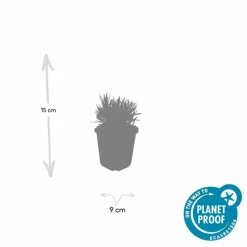 LA GREEN TOUCH - Lavande vraie blanche 'edelweiss' x12 – entre 0,75 et 1m2