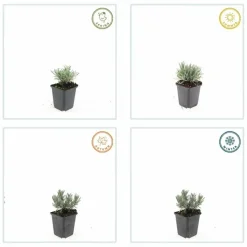 LA GREEN TOUCH - Lavande vraie blanche 'edelweiss' x12 – entre 0,75 et 1m2