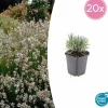 LA GREEN TOUCH - Lavande vraie blanche 'edelweiss' x20 – entre 1,25 et 1,67m2