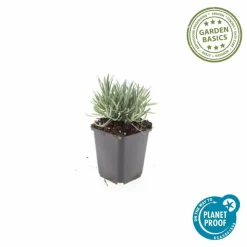 LA GREEN TOUCH - Lavande vraie blanche 'edelweiss' x20 – entre 1,25 et 1,67m2