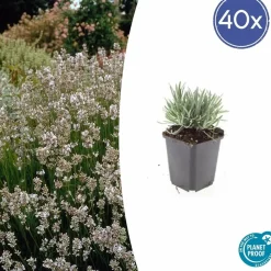 LA GREEN TOUCH - Lavande vraie blanche 'edelweiss' x40 – entre 2,5 et 3,33m2