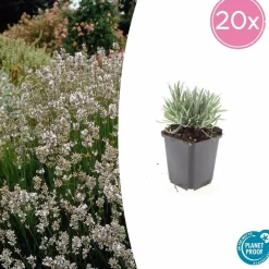 LA GREEN TOUCH - Lavande vraie blanche 'edelweiss' x40 – entre 2,5 et 3,33m2