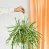 LA GREEN TOUCH - Lepismium bolivianum 55cm - plante d'intérieur