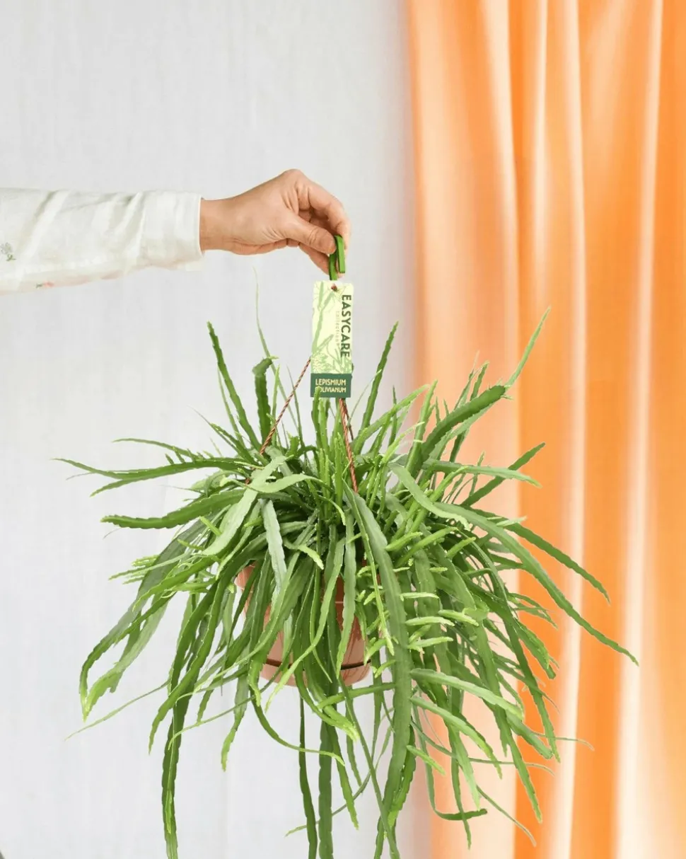 LA GREEN TOUCH - Lepismium bolivianum 55cm - plante d'intérieur