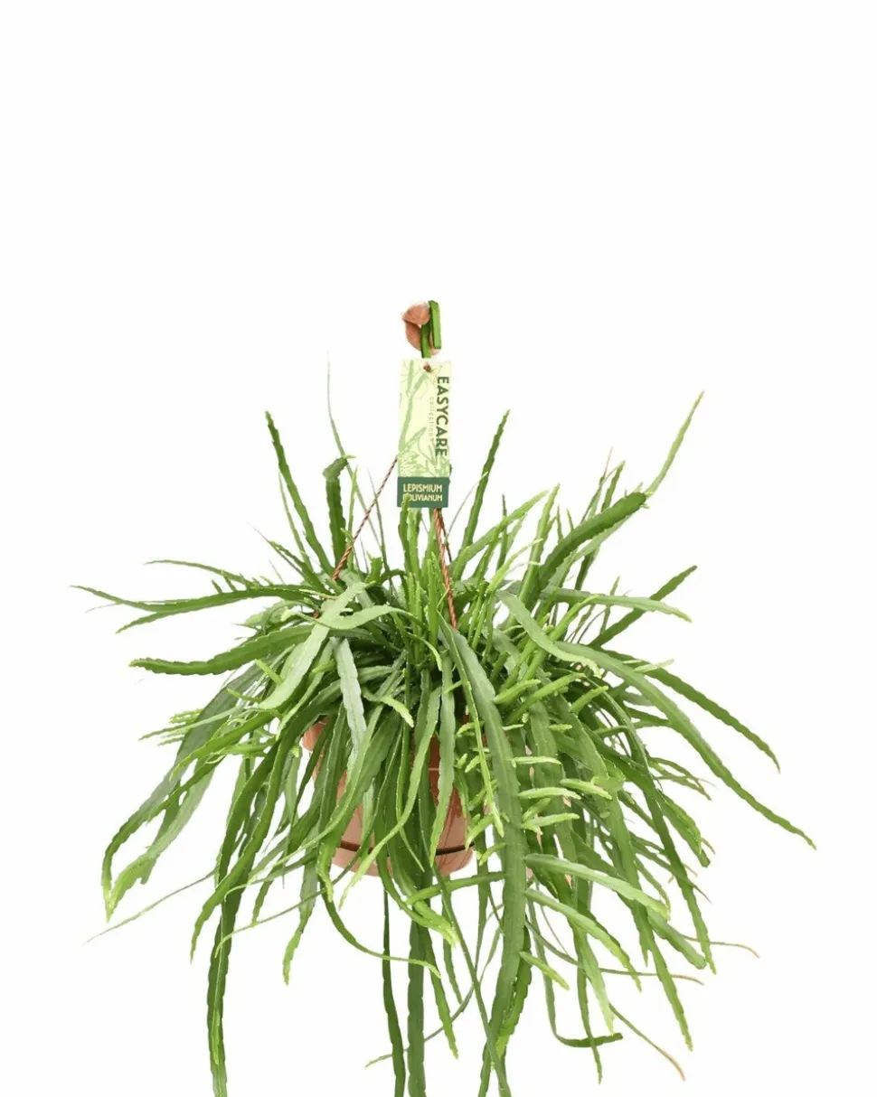 LA GREEN TOUCH - Lepismium bolivianum 55cm - plante d'intérieur