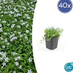 LA GREEN TOUCH - Leptinella squalida x40 – entre 2,5 et 3,33m2