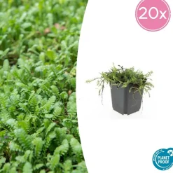 LA GREEN TOUCH - Leptinella squalida x40 – entre 2,5 et 3,33m2