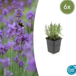 LA GREEN TOUCH - Leptinella squalida x60 – entre 3,75 et 5m2