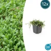 LA GREEN TOUCH - Leptinella squalida x12 – entre 0,75 et 1m2