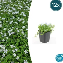 LA GREEN TOUCH - Leptinella squalida x12 – entre 0,75 et 1m2