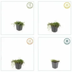 LA GREEN TOUCH - Leptinella squalida x12 – entre 0,75 et 1m2