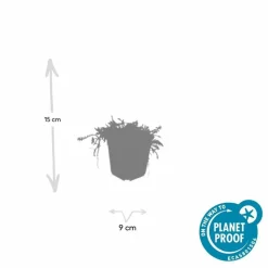 LA GREEN TOUCH - Leptinella squalida x20 – entre 1,25 et 1,67m2