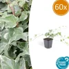 LA GREEN TOUCH - Lierre commun 'glacier' x60 – entre 3,75 et 5m2