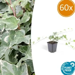 LA GREEN TOUCH - Lierre commun 'glacier' x60 – entre 3,75 et 5m2