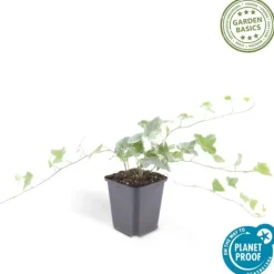 LA GREEN TOUCH - Lierre commun 'glacier' x20 – entre 1,25 et 1,67m2