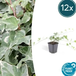 LA GREEN TOUCH - Lierre commun 'glacier' x20 – entre 1,25 et 1,67m2