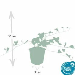 LA GREEN TOUCH - Lierre commun 'glacier' x40 – entre 2,5 et 3,33m2