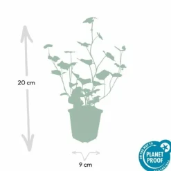 LA GREEN TOUCH - Lierre d'irlande x6 – entre 0,38 et 0,5m2