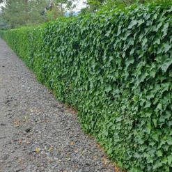 LA GREEN TOUCH - Lierre d'irlande x12 – entre 0,75 et 1m2