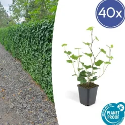 LA GREEN TOUCH - Lierre d'irlande x12 – entre 0,75 et 1m2