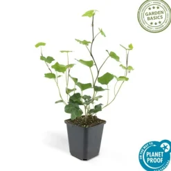 LA GREEN TOUCH - Lierre d'irlande x20 – entre 1,25 et 1,67m2