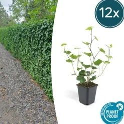 LA GREEN TOUCH - Lierre d'irlande x20 – entre 1,25 et 1,67m2