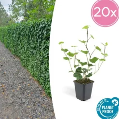 LA GREEN TOUCH - Lierre d'irlande x20 – entre 1,25 et 1,67m2