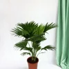 LA GREEN TOUCH - Livistona rotundifolia h70cm 70cm - plante d'intérieur