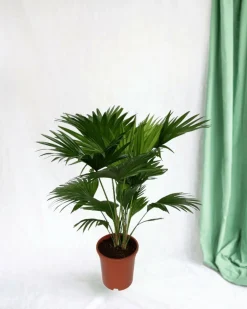 LA GREEN TOUCH - Livistona rotundifolia h70cm 70cm - plante d'intérieur