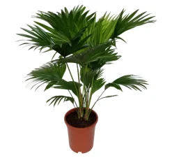 LA GREEN TOUCH - Livistona rotundifolia h70cm 70cm - plante d'intérieur