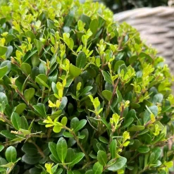 LA GREEN TOUCH - Lot de 2 ilex crenata 'jenny' ø20cm