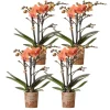 LA GREEN TOUCH - Lot de 4 orchidées bolzano orange - phalaenopsis cm - plante d'intérieur