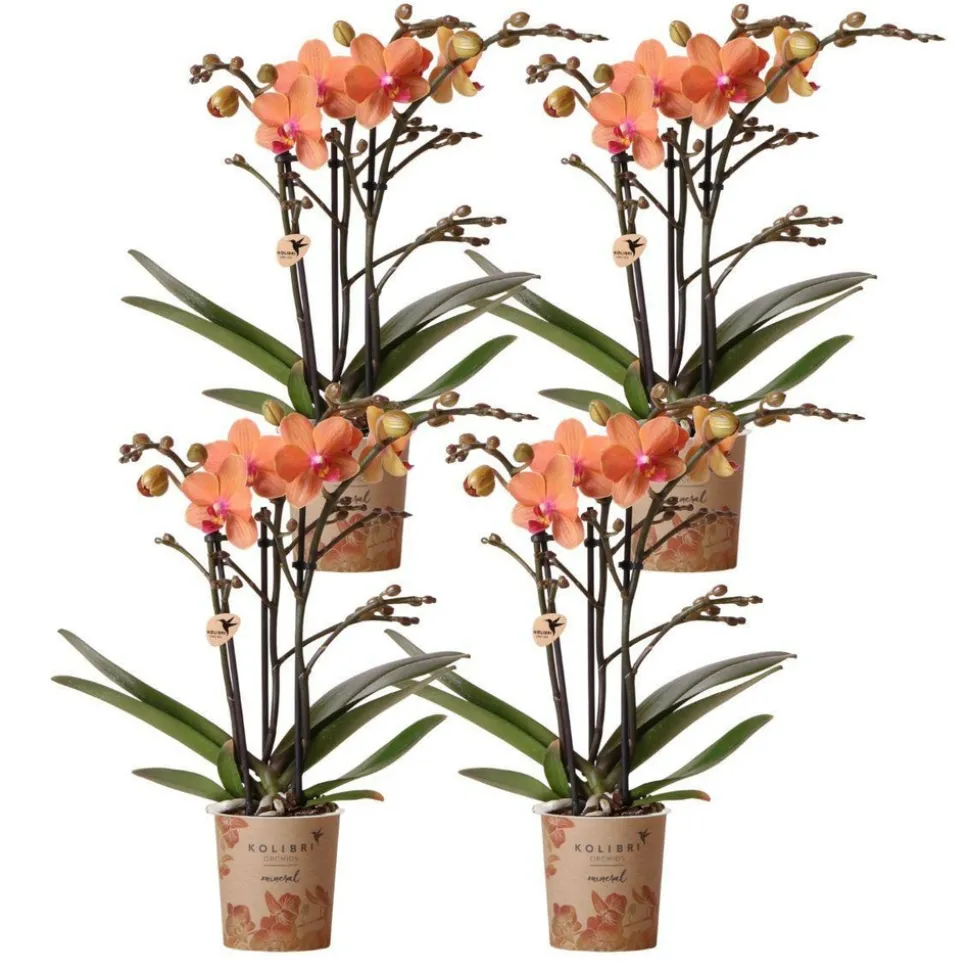 LA GREEN TOUCH - Lot de 4 orchidées bolzano orange - phalaenopsis cm - plante d'intérieur