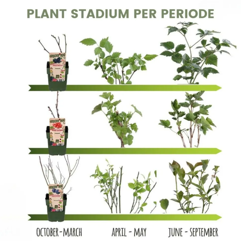 LA GREEN TOUCH - Lot de 4 plantes fruitières