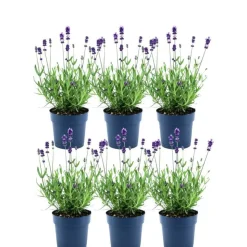 LA GREEN TOUCH - Lot de 6 pots de lavande anouk® - d12cm - plante d'extérieur