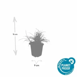 LA GREEN TOUCH - Luzule blanche x6 – entre 0,38 et 0,5m2