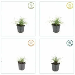 LA GREEN TOUCH - Luzule blanche x6 – entre 0,38 et 0,5m2