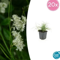 LA GREEN TOUCH - Luzule blanche x6 – entre 0,38 et 0,5m2