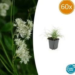 LA GREEN TOUCH - Luzule blanche x60 – entre 3,75 et 5m2