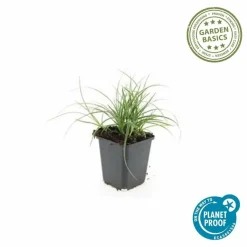LA GREEN TOUCH - Luzule blanche x60 – entre 3,75 et 5m2