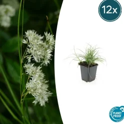 LA GREEN TOUCH - Luzule blanche x60 – entre 3,75 et 5m2