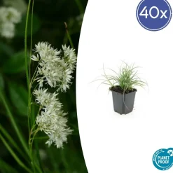LA GREEN TOUCH - Luzule blanche x60 – entre 3,75 et 5m2