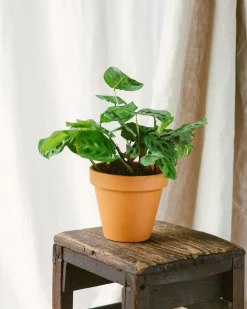 LA GREEN TOUCH - Maranta variegata 30cm - plante d'intérieur