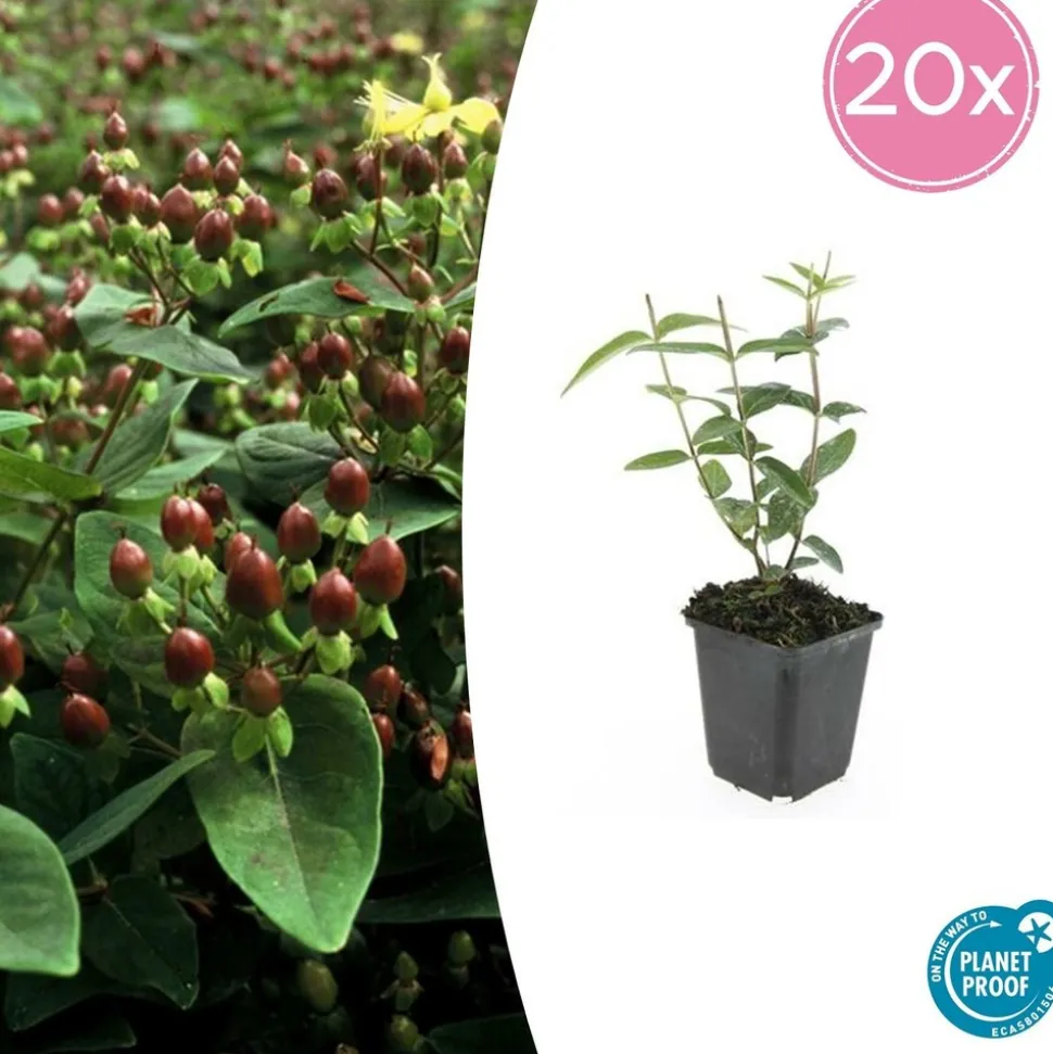 LA GREEN TOUCH - Millepertuis inodore x20 – entre 1,25 et 1,67m2