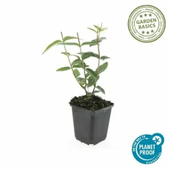 LA GREEN TOUCH - Millepertuis inodore x20 – entre 1,25 et 1,67m2