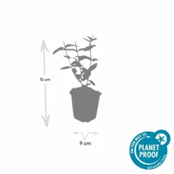 LA GREEN TOUCH - Millepertuis inodore x20 – entre 1,25 et 1,67m2