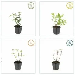 LA GREEN TOUCH - Millepertuis inodore x20 – entre 1,25 et 1,67m2